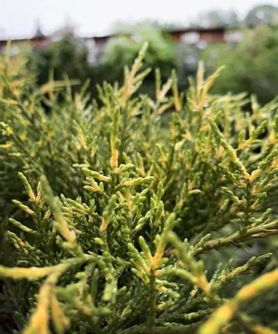 Juniperus x media 'Old Gold' | kmínek 200 cm