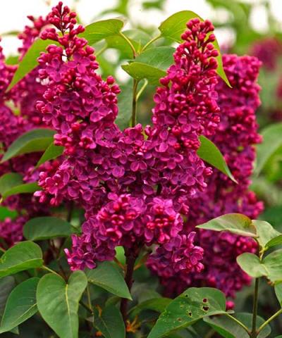 Syringa vulgaris 'Ludwig Spath' Syringa vulgaris 'Ludwig Spath'