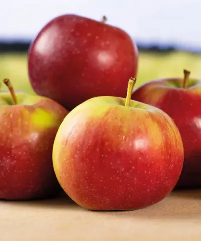 Malus domestica 'James Grieve' Malus domestica 'James Grieve'