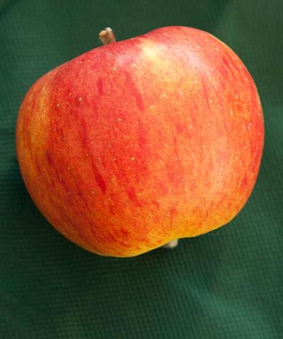 Malus domestica 'Topaz'