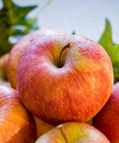 Malus domestica 'Goldparmäne' Malus domestica 'Goldparmäne'