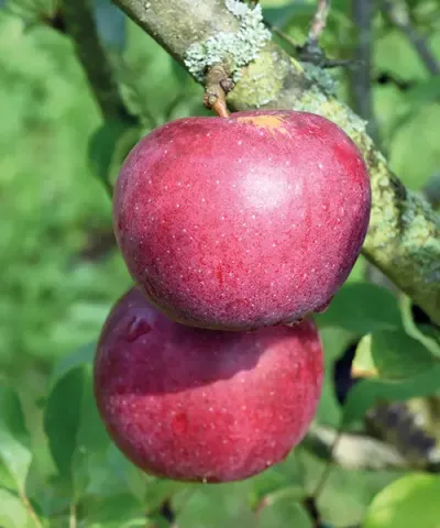 Malus domestica 'Berner Rose' Malus domestica 'Berner Rose'