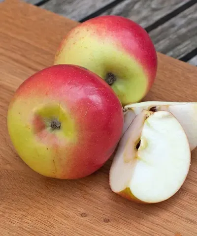 Malus domestica 'Kronprinz Rudolph' Malus domestica 'Kronprinz Rudolph'