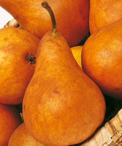 Pyrus communis 'Boscova lahvice' Pyrus communis 'Boscova lahvice'