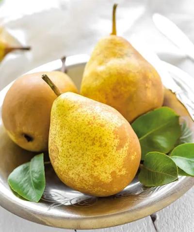 Pyrus communis 'Williamsova' Pyrus communis 'Williamsova'