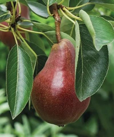 Pyrus communis 'Williamsova červená'
