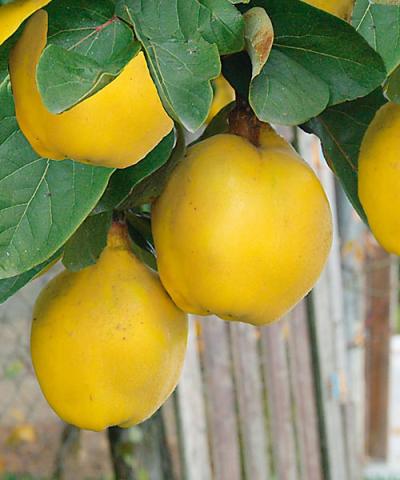 Cydonia oblonga 'Bereczki' Cydonia oblonga 'Bereczki'