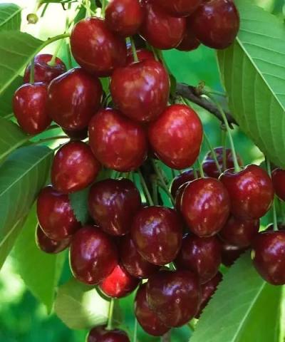 Prunus avium 'Sunburst' Prunus avium 'Sunburst'