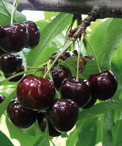 Prunus avium 'Swing' Prunus avium 'Swing'