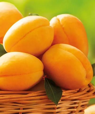 Prunus armeniaca 'Goldrich'