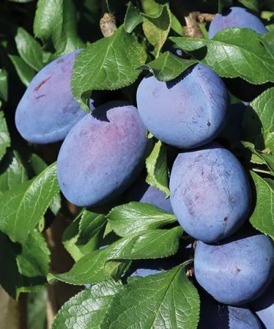 Prunus domestica 'Jogantha'