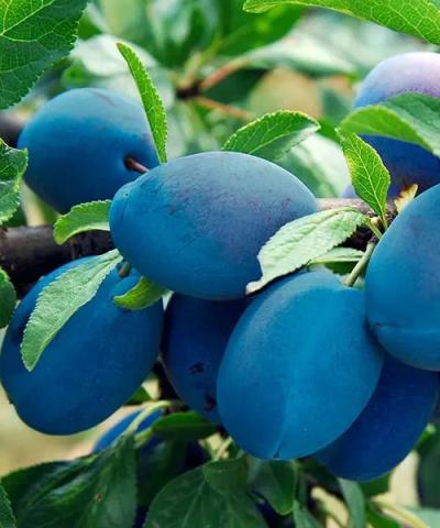 Prunus domestica 'Domácí velkoplodá' Prunus domestica 'Domácí velkoplodá'