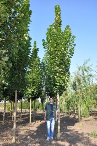 Acer platanoides 'Columnare'