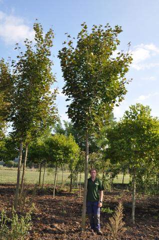 Acer platanoides 'Emerald'n Queen' Acer platanoides 'Emerald'n Queen'