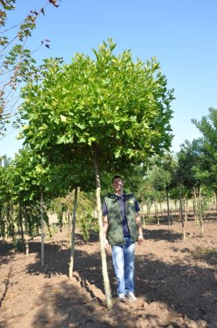 Platanus x acerifolia 'Alphen's Globe' Platanus x acerifolia 'Alphen's Globe'