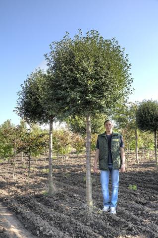 Prunus x eminens 'Umbraculifera'