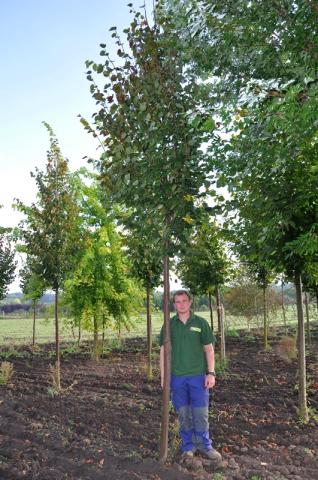 Tilia cordata 'Greenspire'