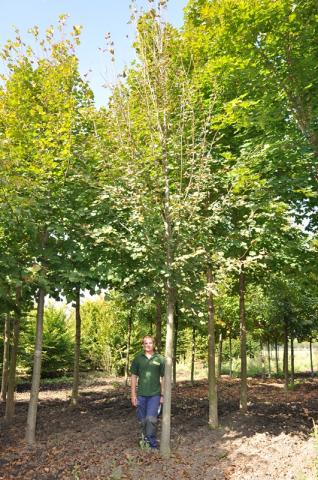 Tilia cordata 'Rancho'