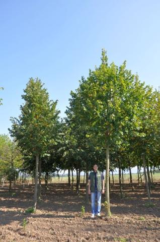 Tilia platyphylla Tilia platyphylla