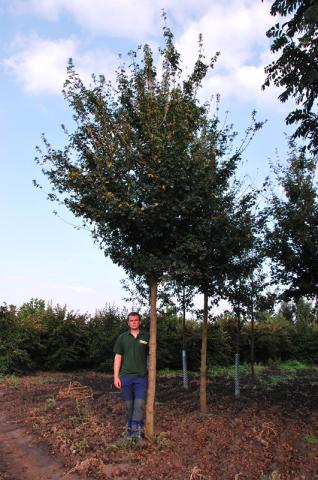 Acer campestre 'Elsrijk' Acer campestre 'Elsrijk'