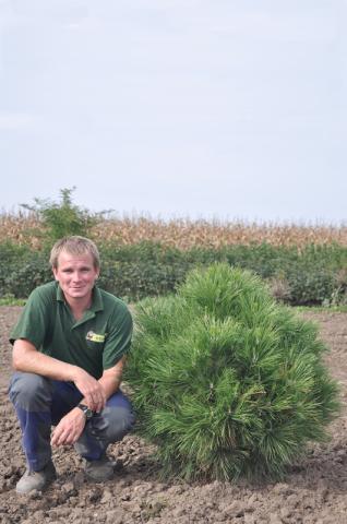 Pinus nigra 'Spielberg'