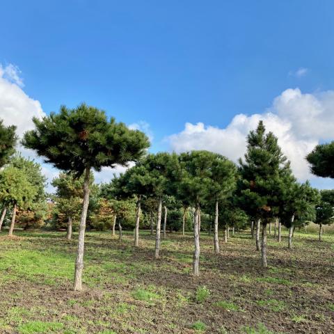 Pinus nigra ssp.nigra | Deštník 150 cm