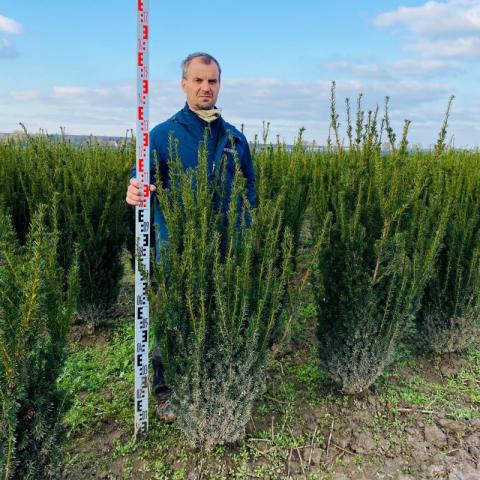 Taxus x media 'Hillii'