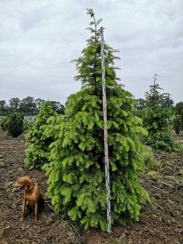 Abies concolor