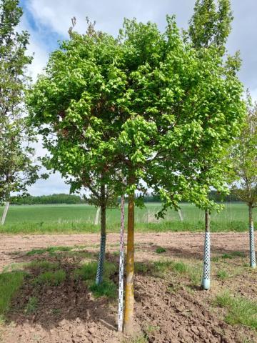 Acer campestre 'Nanum' Acer campestre 'Nanum'
