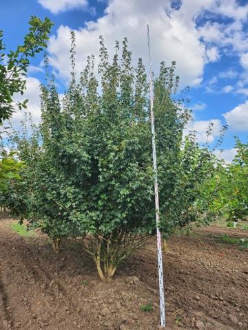 Acer campestre │ vícekmen Acer campestre │ vícekmen