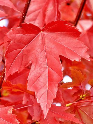Acer x freemanii 'Autumn Blaze' | kontejnerovaný