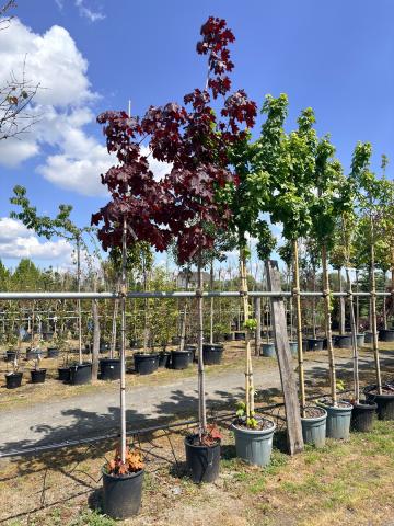 Acer platanoides 'Royal Red' | kontejnerovaný Acer platanoides 'Royal Red' | kontejnerovaný