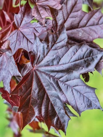 Acer platanoides 'Royal Red' | kontejnerovaný