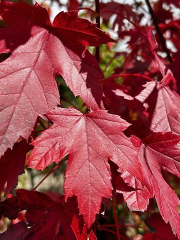 Acer rubrum 'October Glory' | kontejnerovaný