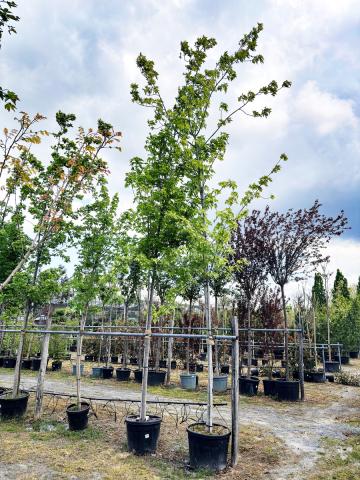 Acer × freemanii ‘Celebration’ | kontejnerovaný Acer × freemanii ‘Celebration’ | kontejnerovaný