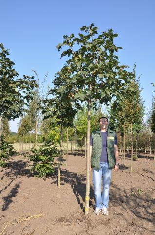 Aesculus x carnea 'Briotii'