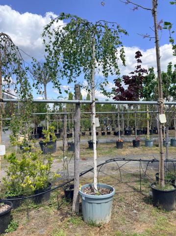 Betula pendula 'Youngii' Betula pendula 'Youngii'