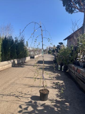 Betula pendula 'Youngii'