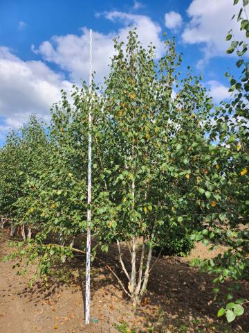 Betula utilis 'Doorenbos' │ vícekmen Betula utilis 'Doorenbos' │ vícekmen