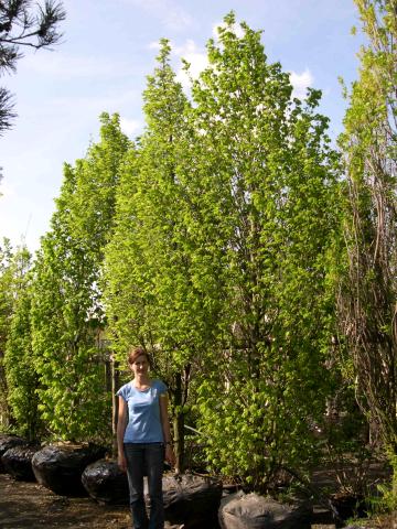 Carpinus betulus 'Frans Fontaine' Carpinus betulus 'Frans Fontaine'