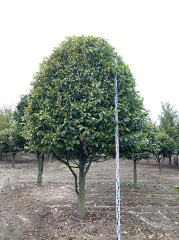Carpinus bet. | Homole EI-Forme Carpinus bet. | Homole EI-Forme