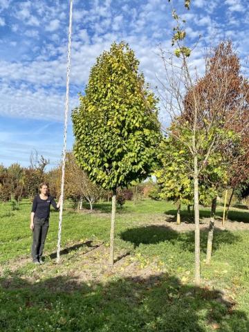 Carpinus bet. 'Fastigiata' | kmínek 180 cm