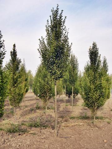 Carpinus betulus | kmínek 100 - 150 cm
