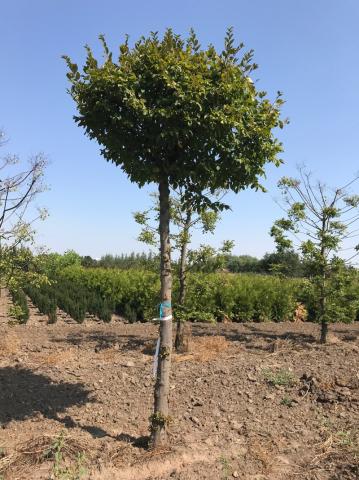 Carpinus betulus | deštník