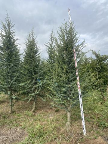 Cedrus libani 'Pyramidalis'