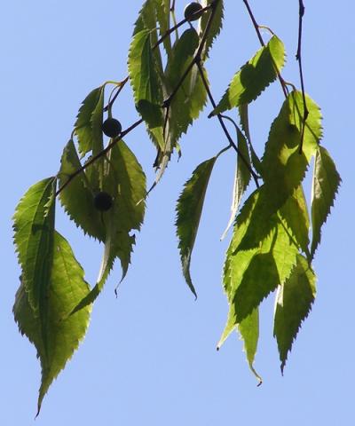 Celtis australis Celtis australis