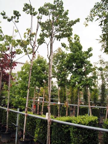 Cercis siliquastrum | kontejnerovaná