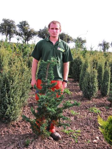 Chamaecyparis lawsoniana 'Wisselii'