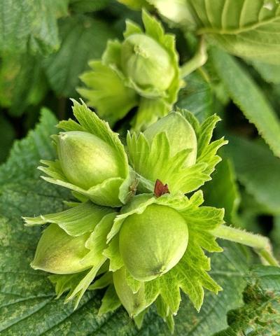 Corylus avellana 'Hallská obrovská' | kmínek 100 cm Corylus avellana 'Hallská obrovská' | kmínek 100 cm