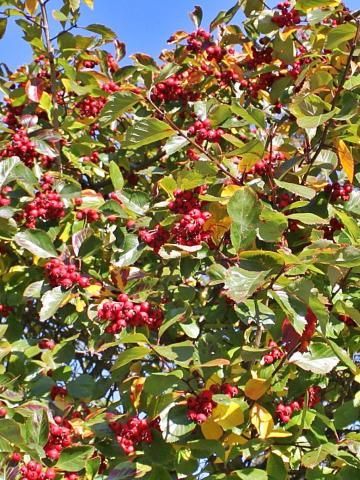 Crataegus x lavallei 'Carrierei'